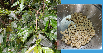 Jum to Java: Cashew and coffee revamp CHT farming