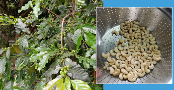 কাজুবাদাম-কফিতে বদলে যাচ্ছে পাহাড়ের কৃষি