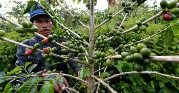 Coffee is becoming a luxury, and there’s no escaping it