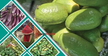 বড় লেবুর হালি ১৬০ টাকা, শসা-বেগুনের দামে ‘সেঞ্চুরি’