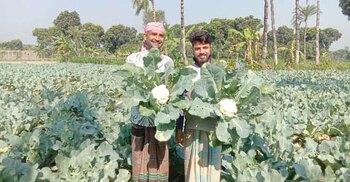 ফুলকপির বাম্পার ফলনে কৃষকের মুখে হাসি