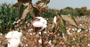 চুয়াডাঙ্গায় তুলা চাষে নীরব বিপ্লব