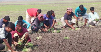 পাবনায় ৯ হাজার হেক্টর বেশি জমিতে হালি পেঁয়াজ চাষ