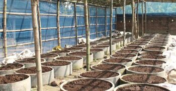 কেঁচো সারে ভাগ্য বদল চুয়াডাঙ্গার আসাবুল হকের