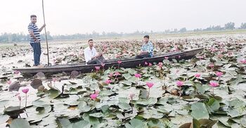 সৌন্দর্য ছড়াচ্ছে রৌমারীর পাটা ধোঁয়া শাপলা বিল