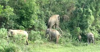 Invasion into elephant territory fuels tusker-human conflict in Deyang Hills