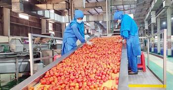 Contract production in agro exports: Incentive gap sparks outcry