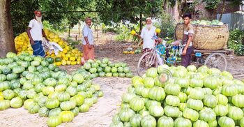 গুরুদাসপুরে বাঙ্গি চাষে বিপাকে কৃষকেরা