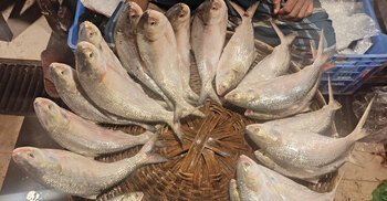 দেশে রেকর্ড দামের মধ্যেই ভারতে ইলিশ রপ্তানির সিদ্ধান্ত