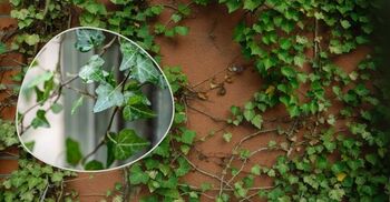 আইভি গাছ উপকারী নাকি অপকারী