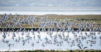 বিলুপ্ত হয়ে যাচ্ছে প্রকৃতির অলংকার