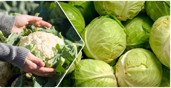 ফুলকপি নাকি বাঁধাকপি? পুষ্টিগুণে কে এগিয়ে