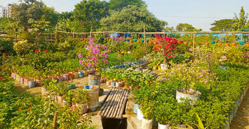 উত্তরার দিয়াবাড়ি যেন নার্সারির রাজ্য