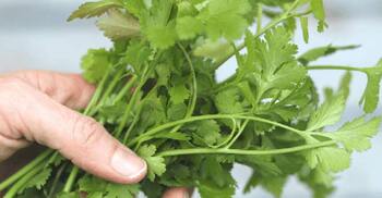 শীতকালে ধনেপাতা দীর্ঘসময় সতেজ রাখার উপায়