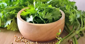 ধনে পাতা শুধু স্বাদ বাড়ায় না, আছে পুষ্টিগুণও