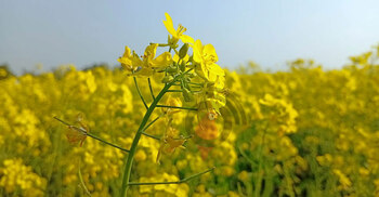 সরিষায় নতুন স্বপ্ন দেখছেন পাবনার কৃষকেরা