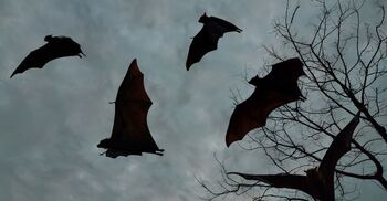 শীতে টাটকা খেজুরের রস থেকে হতে পারে ভয়াবহ বিপদ