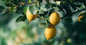 লেবুর গন্ধে নাকি মনোযোগ বাড়ে, একথা কি সত্য?