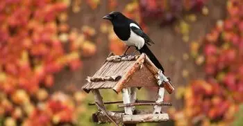 আশেপাশের বন্যপ্রাণি রক্ষায় আপনার করণীয় কী