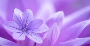 নারী দিবসের থিম রঙ বেগুনি কেন