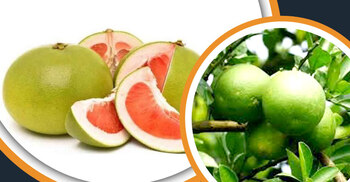 লেবু জাতীয় ফলের মধ্যে সবচেয়ে বড় যে ফল