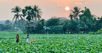 খাগড়াছড়িতে বাড়ছে তামাক চাষ, কমছে খাদ্যশস্যের আবাদ
