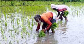 মিরসরাইয়ে জমিতে আমন চাষে ব্যস্ত কৃষকেরা