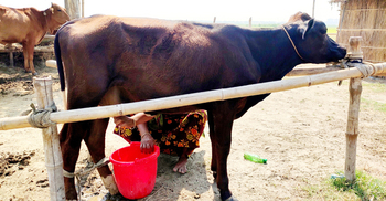 দৈনিক ৩ লিটার দুধ দিচ্ছে ১০ মাসের বাছুর