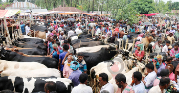 গরুর দাম বেশি, হাটে বেচাকেনা কম