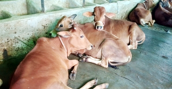 পাহাড়ি ঢলে নিম্নাঞ্চল ডুবে বিপাকে খামারিরা