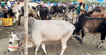 মোংলার চটেরহাটে গরুর দামে হতাশ ক্রেতারা