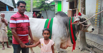 বুলবুলের উপহারের গরু কোরবানি হলো বঙ্গবন্ধু-প্রধানমন্ত্রীর নামে