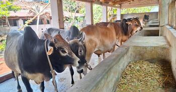 গো-খাদ্যের দাম চড়া, প্রভাব পড়বে কোরবানির পশুর হাটে