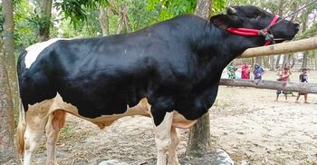 ১০ লাখে মিলবে ২০ মণের ‘বাঘা’