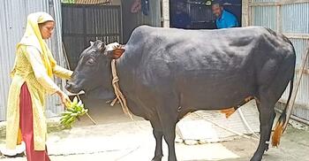 ১৭ মণের রাজাবাবুর দাম ৯ লাখ