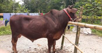 বিক্রির জন্য প্রস্তুত ২৫ মণের ‘জায়েদ খান’