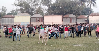 মানিকগঞ্জে গরু দৌড় প্রতিযোগিতা