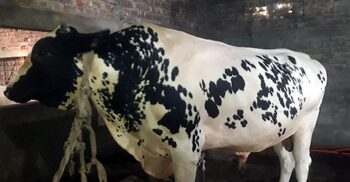 বিক্রি হলেই গোয়ালঘরের দরজা কেটে বের করা হবে ৪০ মণের সম্রাটকে