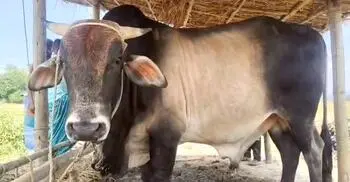 ক্রেতার অপেক্ষায় ১৫ মণের ‘রয়েল’