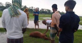 কলাপাড়ায় বজ্রপাতে প্রাণ গেলো ৪ গরুর