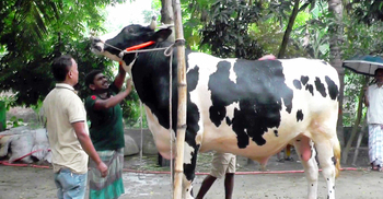 ৪ লাখে বিক্রি করেও খুশি নন ‘ডিপজল’র মালিক