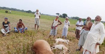 গভীর রাতে বজ্রপাত, মারা গেলো কৃষকের তিন গরু