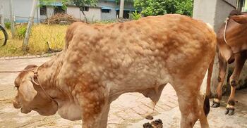 জয়পুরহাটে ছড়িয়ে পড়েছে গরুর লাম্পি স্কিন রোগ, দুশ্চিন্তায় খামারিরা