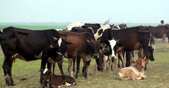 হাওরে ছয় মাসে উৎপাদন হবে ১০ লাখ টন দুধ