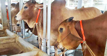 সিরাজগঞ্জে গরু চুরির হিড়িক, বাদ যাচ্ছে না কোনো রাত!