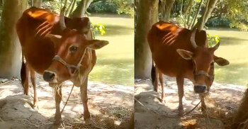 জিহ্বা কেটে দেওয়া সেই গাভিটি এখন সুস্থ, খাচ্ছে খাবার