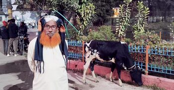 ধানের চারা খেয়ে ফেলায় গরু নিয়ে থানায় কৃষক