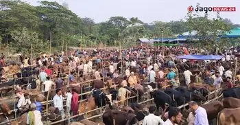 হাতিয়ায় ছোট গরুর বড় বাজার
