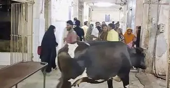 হাসপাতালের তৃতীয় তলায় ঘুরে বেড়াচ্ছে গাভি, ছবি ভাইরাল