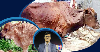 গরুর লাম্পি রোগ হলে করণীয়